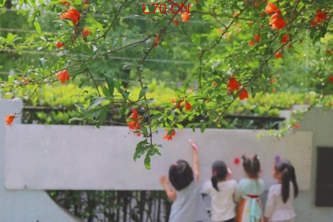 像夏天一样生长