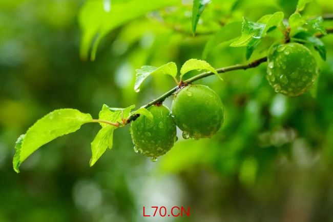 像夏天一样生长 万物竞发迎初夏