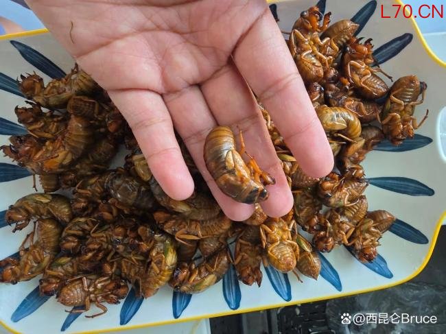 专家称新疆山东知了猴属不同种类